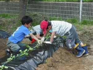 楽しそうに、相談しながら芋を挿して行きました。