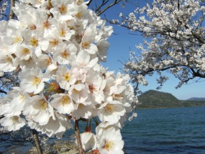 久美浜湾　かぶとやま　さくら