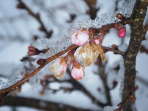 小彼岸桜？